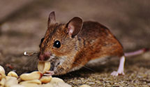 24 Hour & Emergency Exterminators in Cooks Corners, NY